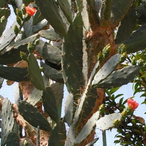 Opunita elatior - Plants of the Month May